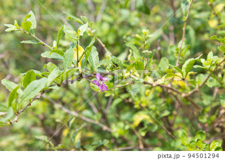 クコ(枸杞、ゴジベリー 学名:Lycium chinense)の花、日本、東京で撮影 クコ(枸杞、ゴジベリー 学名:Lycium chinense)の花、日本、東京で撮影 94501294