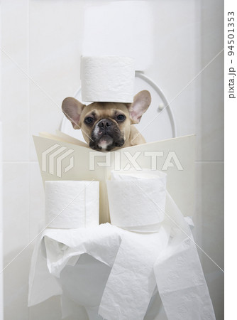 French bulldog breed dog with big black eyes reads an interesting book while sitting on the toilet in the toilet. French bulldog breed dog with big black eyes reads an interesting book while sitting on the toilet in the toilet. 94501353
