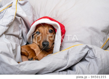 A dachshund dog in a New Year's hat lies in bed covered with a blanket and looks at the camera. 94501355
