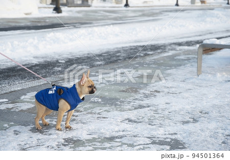 A bulldog dog in a warm jacket walks along a snowy road in the park and looks warily to the side. 94501364