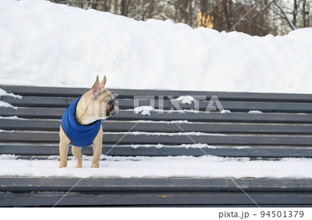 Bulldog dog sits on a wooden bench covered with snow in cold weather while walking and looks away. 94501379