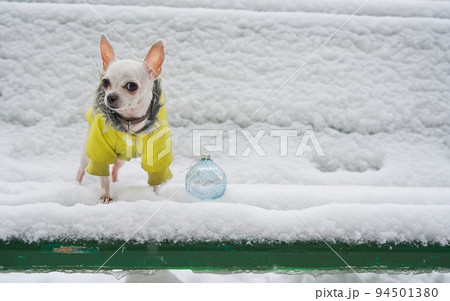 A small chihuahua dog stands on white snow in a yellow warm jacket in frosty weather. 94501380