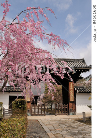 妙顕寺(山門の枝垂れ桜) 【京都府京都市上京区】 妙顕寺(山門の枝垂れ桜) 【京都府京都市上京区】 94501600