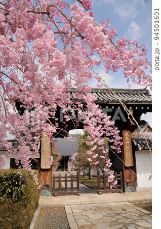 妙顕寺(山門の枝垂れ桜) 【京都府京都市上京区】 妙顕寺(山門の枝垂れ桜) 【京都府京都市上京区】 94501601