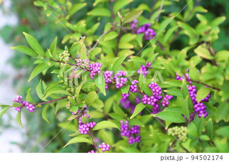 コムラサキの実 94502174