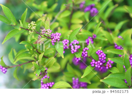 コムラサキの実 コムラサキの実 94502175