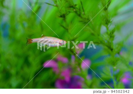 ゴールデンアカヒレ ゴールデンアカヒレ 94502342