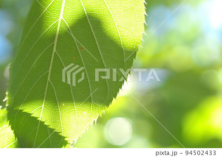 秋の日差しと葉 94502433