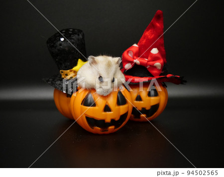 ハロウィンの飾りを齧ろうとするハムスター 94502565