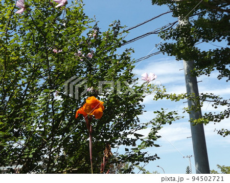 赤い大きい花はカンナの花 94502721