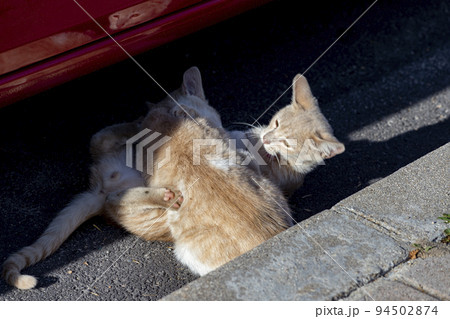 Cat. Stray cat walking through the streets of Cercedilla, in Madrid. Animal. Feline. Domestic animal. Horizontal photography. Cat. Stray cat walking through the streets of Cercedilla, in Madrid. Animal. Feline. Domestic animal. Horizontal photography. 94502874