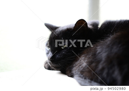 まどろむ黒猫 94502980