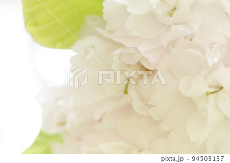 市原虎の尾 イチハラトラノオ 八重の桜 開花すると白色 クローズアップ 市原虎の尾 イチハラトラノオ 八重の桜 開花すると白色 クローズアップ 94503137