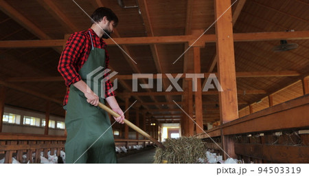 Man farmer giving fresh hay to goat standing barn stall. Farm employee feeding cattle herd in farmland. Man caring domestic animals in modern goats farm. Man farmer giving fresh hay to goat standing barn stall. Farm employee feeding cattle herd in farmland. Man caring domestic animals in modern goats farm. 94503319
