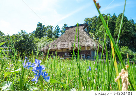 中池見湿地 ミズアオイ 伝統的な敦賀の古民家 中池見湿地 ミズアオイ 伝統的な敦賀の古民家 94503401