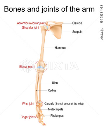 Bones and joints of the arm, forearm, and hand. 94503448