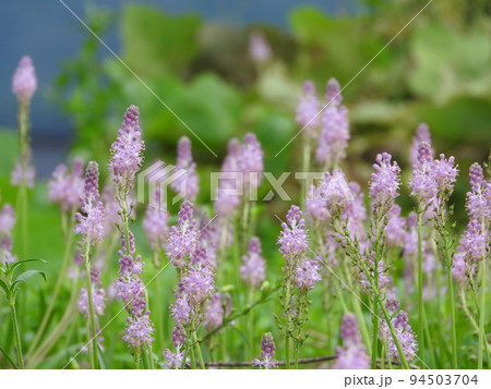 土手などに群生する多年草「ツルボ」 94503704