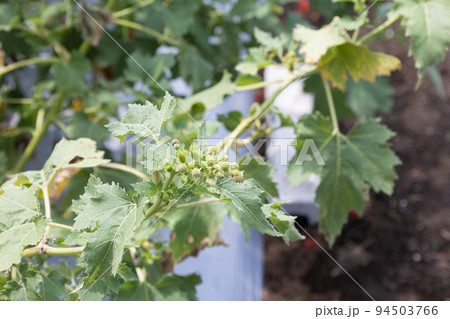 オナモミ（学名：Xanthium strumarium）別名：トッツキ，ホシダマ　生薬名：蒼耳子（ソ 94503766