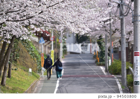 春の成城・ビール坂の桜並木 春の成城・ビール坂の桜並木 94503800