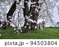 さきたま古墳群・愛宕山古墳の桜と石仏 94503804