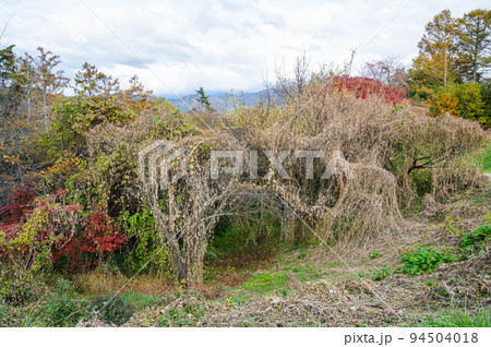 豪快に繁殖して枯れていく山のアレチウリ 94504018