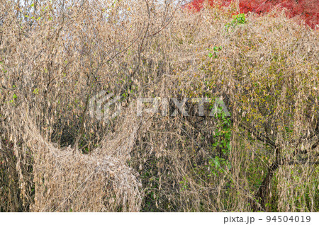 枯れて行くアレチウリ 94504019