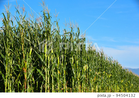 とうもろこし畑 とうもろこし畑 94504132
