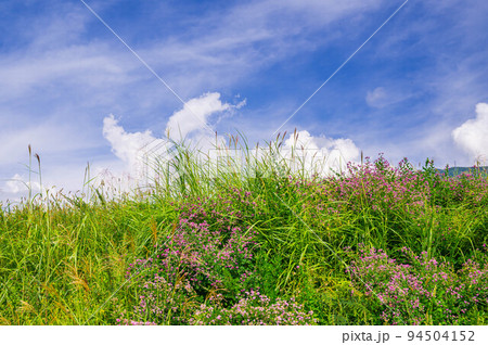 萩の花咲く自然風景 94504152
