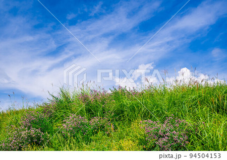 萩の花咲く自然風景 94504153