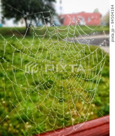 Spider web, plants and dew drops close-up. Natural pattern. Golden background. Soft sunlight. Macrophotography, graphic resources, insects, environmental conservation. Panoramic view, copy space 94504164