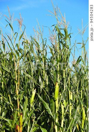 とうもろこし畑 とうもろこし畑 94504283