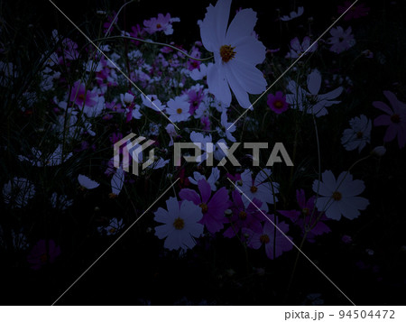薄暗いコスモス畑 薄暗いコスモス畑 94504472