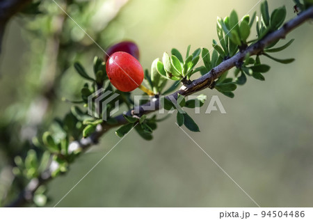 Piquillin, endemic wild fruits in the Pampas forest, Patagonia, Argentina 94504486