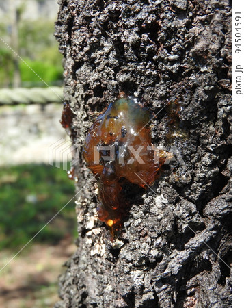 桜の幹から染み出した樹液（ヤニ） 94504591