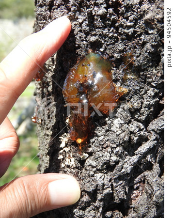 桜の幹から染み出した樹液(ヤニ) 桜の幹から染み出した樹液(ヤニ) 94504592