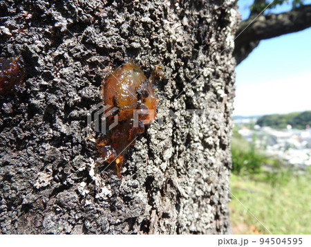 桜の幹から染み出した樹液（ヤニ） 94504595