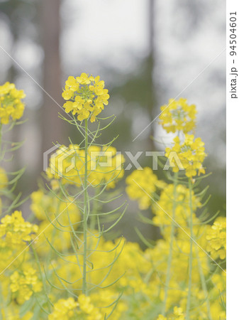 春雨の曇天に黄色い菜の花が咲き誇る日高市高麗郷古民家 背景写真ライトA列縦 春雨の曇天に黄色い菜の花が咲き誇る日高市高麗郷古民家 背景写真ライトA列縦 94504601