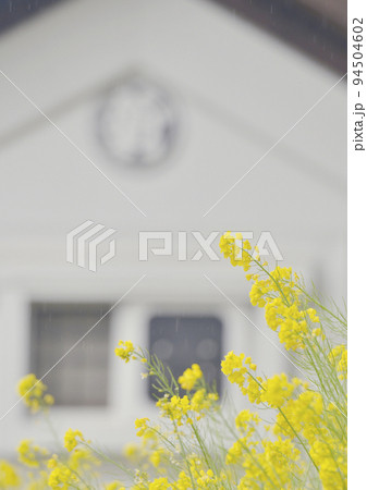 しとしとと春雨が降る日高市高麗郷古民家の蔵の前に、黄色い菜の花が満開になる 背景写真ライトA列縦 しとしとと春雨が降る日高市高麗郷古民家の蔵の前に、黄色い菜の花が満開になる 背景写真ライトA列縦 94504602