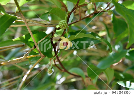 サネカズラの花 オバナ サネカズラの花 オバナ 94504800