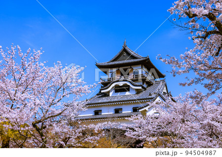 国宝犬山城　桜咲く頃 94504987
