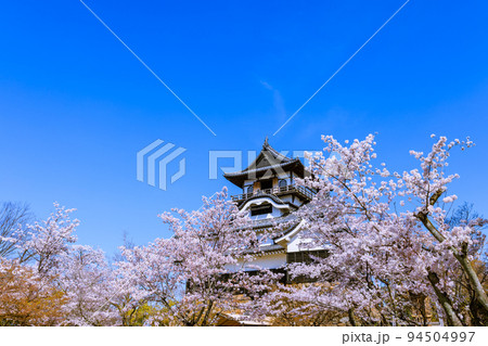国宝犬山城　桜咲く頃 94504997