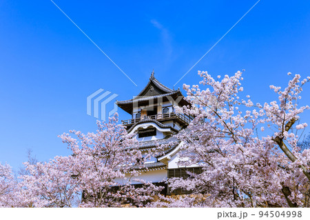 国宝犬山城　桜咲く頃 94504998