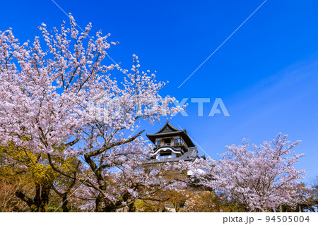 国宝犬山城　桜咲く頃 94505004