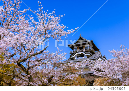 国宝犬山城　桜咲く頃 94505005