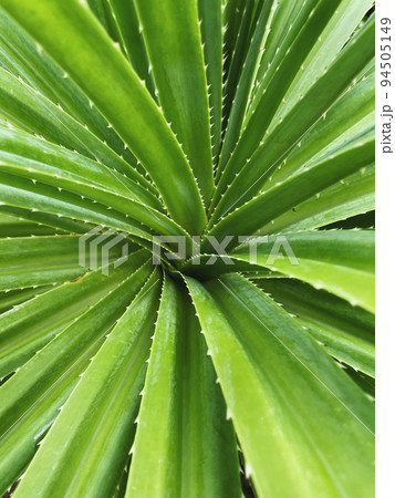 Close up of green leafs of tropical plant	 94505149