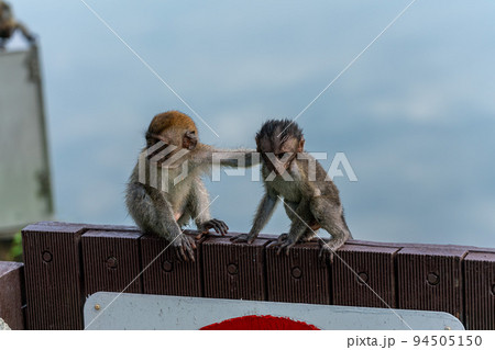 カニクイザルの子供 94505150