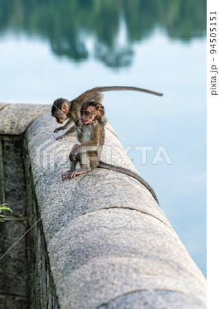 カニクイザルの子供 カニクイザルの子供 94505151
