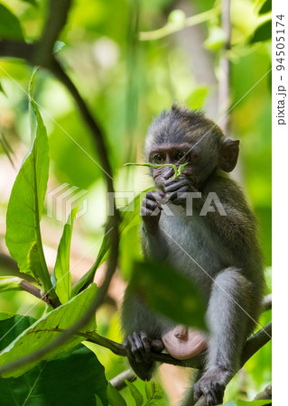 カニクイザルの子供 94505174