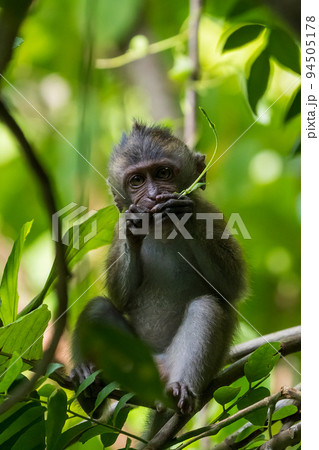 カニクイザルの子供 94505178