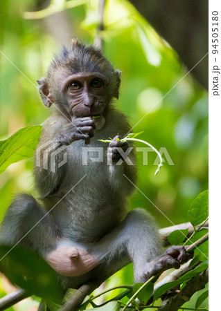 カニクイザルの子供 94505180